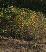 Filename=VPBR0497.jpg
Filesize=1089KiB
Dimensions=1920x960
Date added=Dec 24, 2022 VPBR0497.jpg